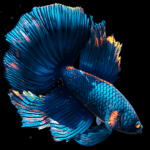 betta fish wallpaper logo